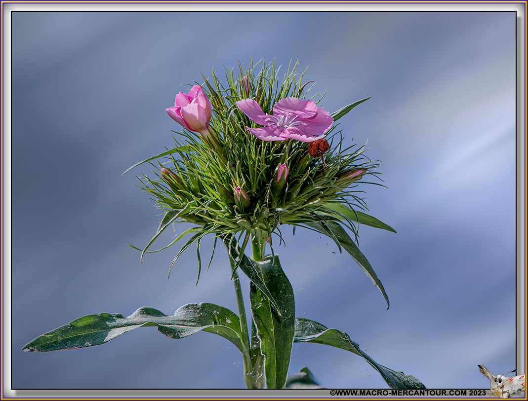 Oeillets
